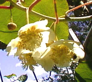 kiwifruit flowers.jpg (14549 bytes)