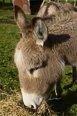 mary.jpg (14350 bytes)