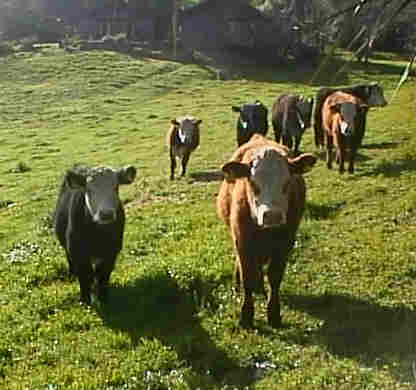 yearlings.jpg (16719 bytes)